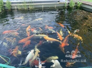 качество отфильтрованной воды просматривается на фото. В пруду использована немецкая барабанная боимеханическая система фильтрации