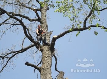 Обрезка веток дуба