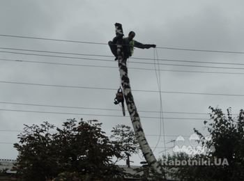 Удаление ствола берёзы возле проводов