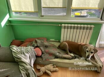 Заміна труб та радіаторів до/після