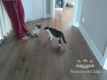Любимые питомцы))