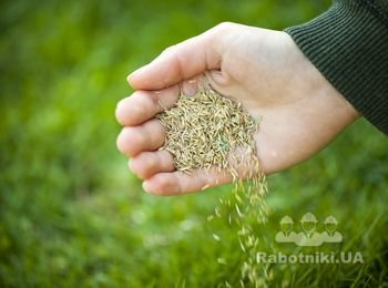 посевной газон