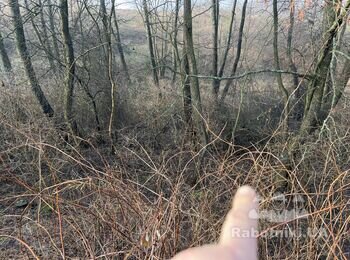 Вирубка дерев та кущів
