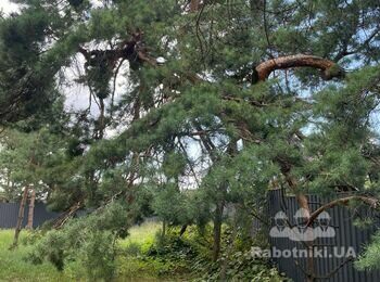 Демонтувати сосну