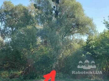 Потрібно зрізати дерево