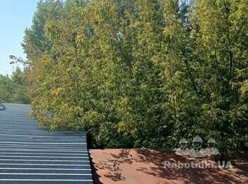 Підрізати крони дерев