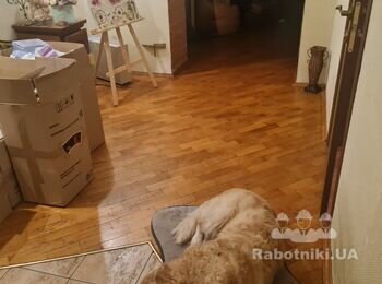 Паркет циклёвка, шпаклёвка, лакировка.