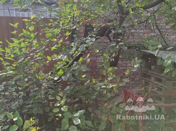 Навести порядок у дворі та біля двору