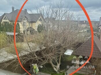 Спилить дерево