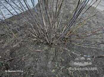 Земляні роботи та корчування