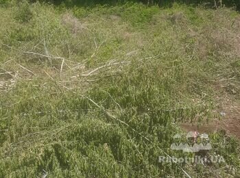Требуется измельчить ветки на участке 25 на 48