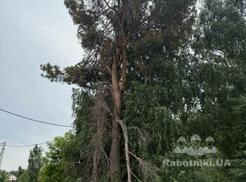 Вырубка деревьев