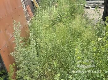 Покосить траву