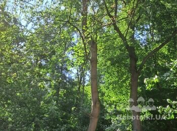 Спил деревьев