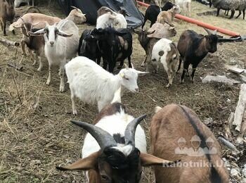 Сарай з дерева. каркасний 10 на 5 для кіз