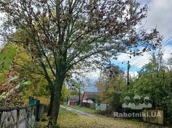 Послуги арбориста