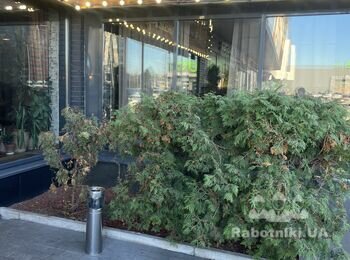 Треба постригти гарно ялинки