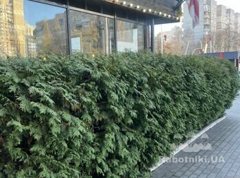 Треба постригти гарно ялинки