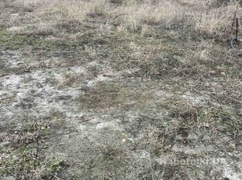 Планировка земли и посев газона