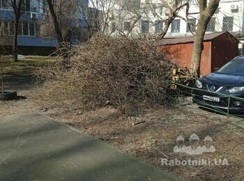 Вывоз срезанных деревьев и веток (Киев)