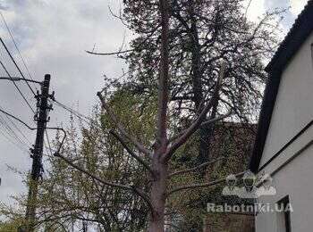 Знести два дерева