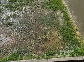 Відновлення газону 35 кв.м.