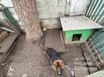 Обшити деревом вольєр