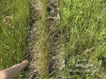 Спиляти дерева разом із корінням і розчисти ділянку