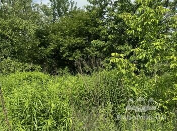 Спиляти дерева разом із корінням і розчисти ділянку