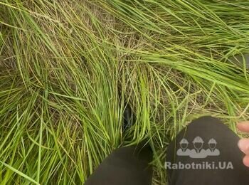 Потрібно зкосити та розчистити від трави 7,5 соток. Зібрати їх в купки