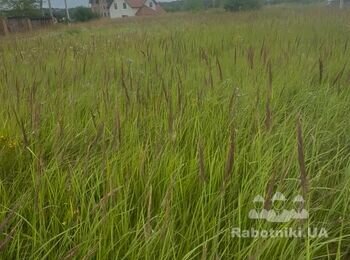Потрібно зкосити та розчистити від трави 7,5 соток. Зібрати їх в купки