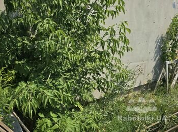 Котельня прибудована, в Бучі