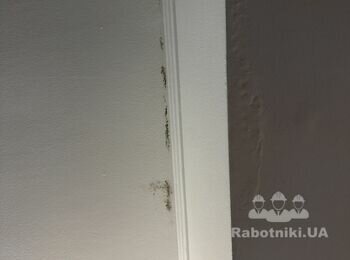 Мне нужно после протечки крыши присутствует плесень
