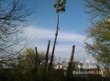 Спилить одно дерево.