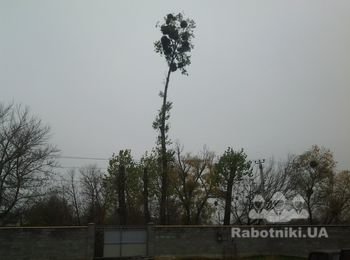 Спилить дерево по безналу