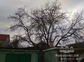 Удаление дерева во дворе