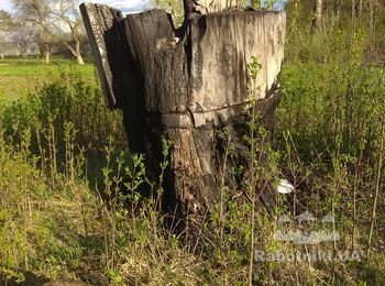 Благоустройство участка, выкорчевывание пней