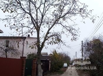 Кронировать и подрезать 2 ореха.