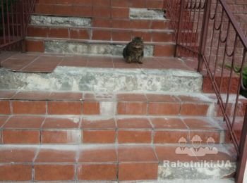 Ремонт крыльца в частном доме