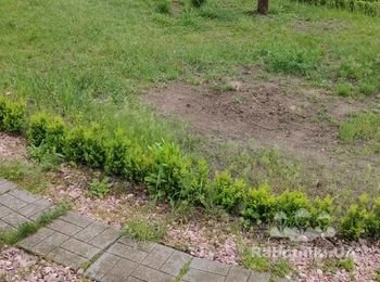 Вскопать участок и выбрать траву