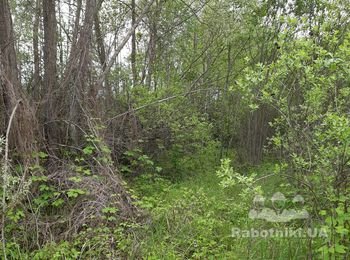 Очистка участка от деревьев