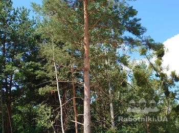 Убрать дерево с участка. Гореничи.