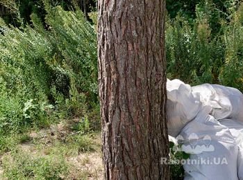 Убрать дерево с участка. Гореничи.