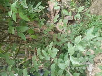 Требуется рабочий для пересадки дерева-кизила.