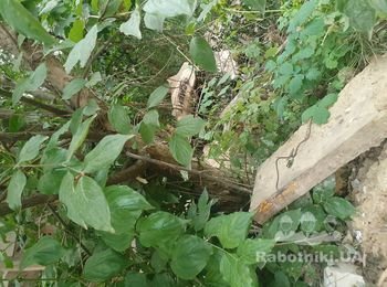 Требуется рабочий для пересадки дерева-кизила.