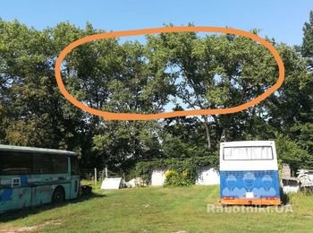 Спилить кроны аварийных деревьев Бровары
