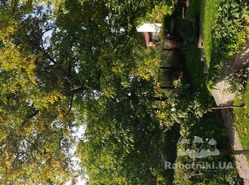 Нужно срезать дерево и аккуратно сложить