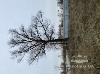 Спилить дерево с вывозом или без.
