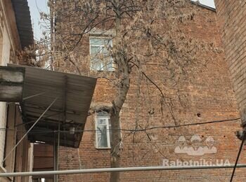 Спил дерева