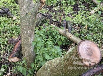 Викорчовувати дерева трактором